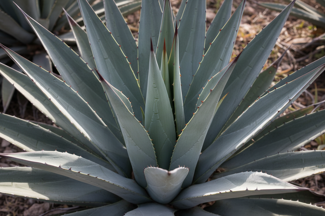 Tipos de mezcal: Espadín, Pechuga y Cuishe, ¿cuál elegir?